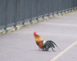music, early mornings, rooster, chickens, chicks, Fair Oaks Bridge, American River, Bridge Street