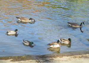 ducks, mornings, Fair Oaks Bridge, American River, water, wildlife, watefowl, boat launch ramp, outdoor, nature