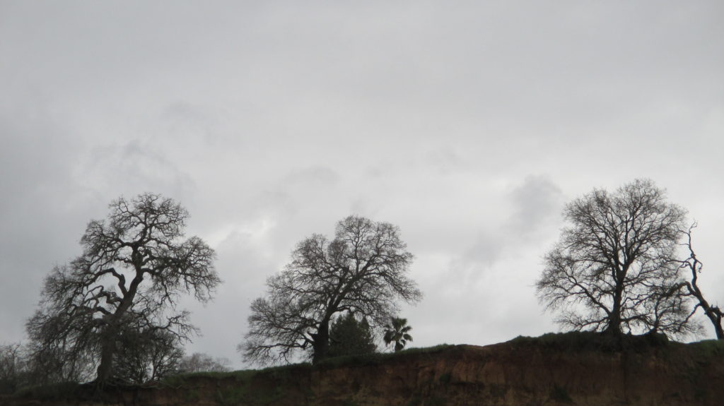 Fair Oaks Bluff, mornings, Fair Oaks Bridge, nature, outdoors, beauty, peace, skeletons, trees