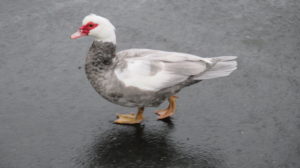 breakfast, muscovy duck, mornings, Fair Oaks Bridge, American River