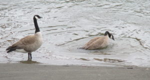 breakfast, mornings, Canada Geese, Fair Oaks Bridge, American River, observation, guard