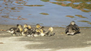 ducklings, Fair Oaks Bridge, mornings, American river, ducks, babies, boat launch ramp