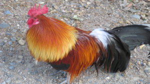 rooster, Fair Oaks Bridge, mornings, walk, nature, outdoors, writing, nature, peace, lonely, bicycle trail, noisy