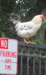 chicken, parking, no parking, illegal, mornings, Fair Oaks Bridge, outdoors, resident, Bridge Street