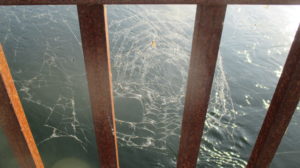 spider webs, Fair Oaks Bridge, morning, Jims Bridge, nature, outdoors, walks, beauty, scenic