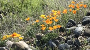 poppies, golden, light, beauty, nature, mornings, flowers, spring, American River