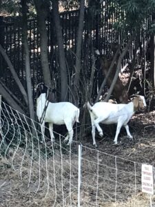 goats, American River, Fair Oaks Bridge, weeds