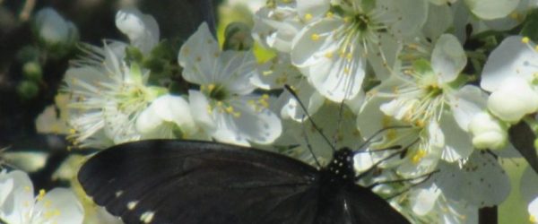 butterfly